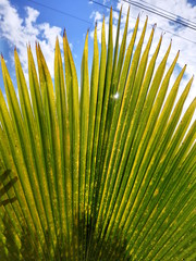 Obraz premium palm tree leaf