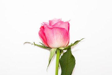 Studio shot of pink rose flower in deco