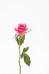 Studio shot of pink rose flower in deco