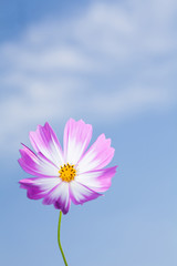  Beautiful view of pink and white cosmos flower at blue sky background