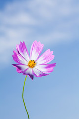  Beautiful view of pink and white cosmos flower at blue sky background