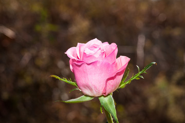 Pink rose flower at blue sky background