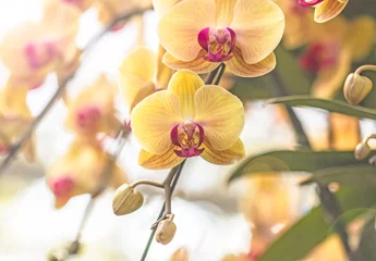 Gordijnen orchidee © detshana