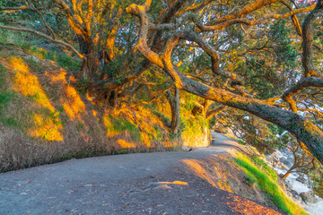 Sun shines low and through tangled branches of puhutukawa trees and across walking track.