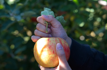 Customer hands pulling the stem off a freshly picked apple.