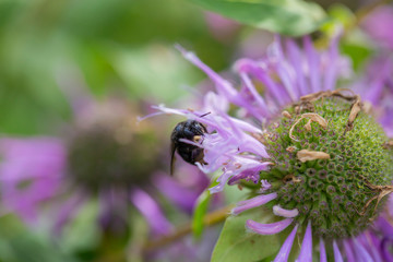 bee on bee balm