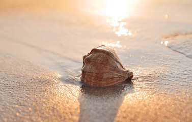 Big seashell in sea on the beach.