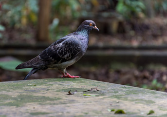 Pigeon,