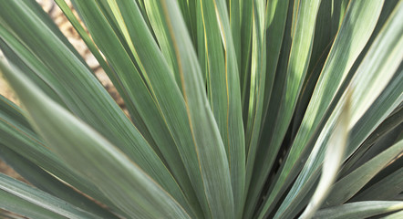 abstract texture of tropical plant.