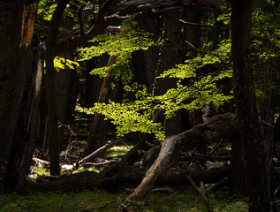 Bosque com árvores típicas da Patagônia.