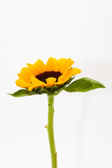 Beautiful sunflower with leaves isolated on white