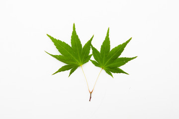 Green maple isolated on white
