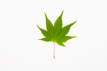 Green maple isolated on white