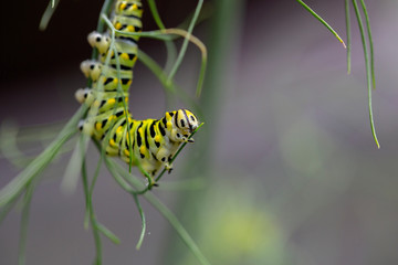 Closeup of a caterpillar