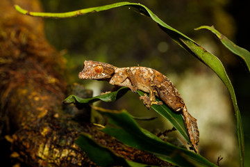 Leaf Tailed Gecko in Montagne d'Ambre National Park of Madagascar