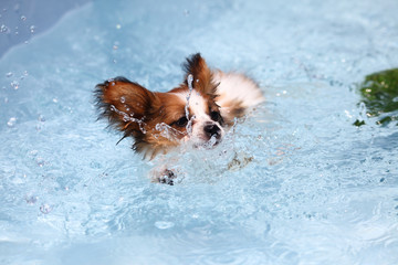 Swimming puppies in water pool