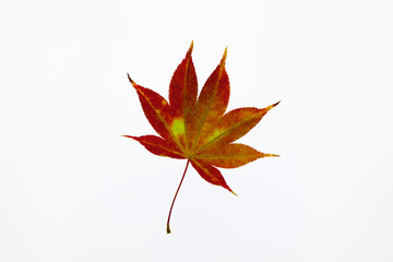 Translucent Beautiful red maple on light box back light view 