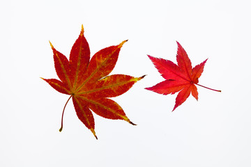 Translucent Beautiful red maple on light box back light view 