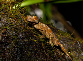 Leaf Tailed Gecko in Montagne d'Ambre National Park of Madagascar