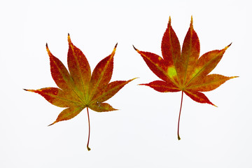 Translucent Beautiful red maple on light box back light view 