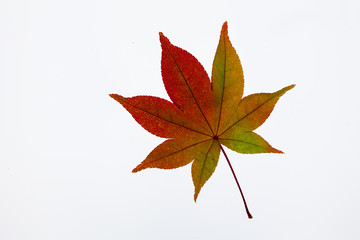 Translucent Beautiful red maple on light box back light view 