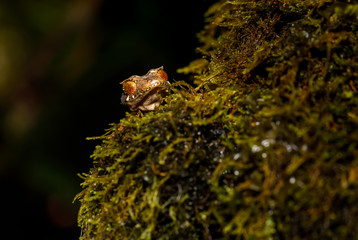 Leaf Tailed Gecko in Montagne d'Ambre National Park of Madagascar