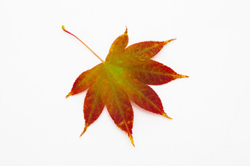 Red maple leaf isolated on white background