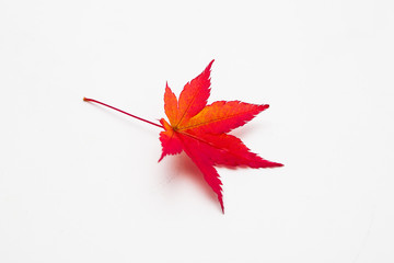 Red maple leaf isolated on white background