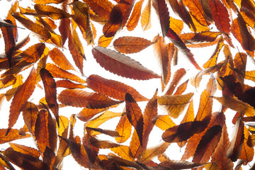 Background of pear leaves 