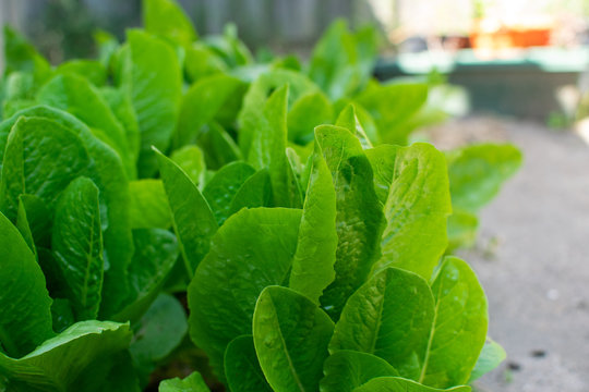 Green lattuce in the garden