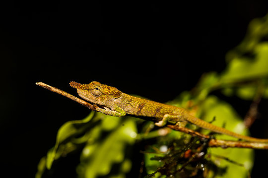 Nose-horned Chameleon at Montagne d'Ambre in Madagascar