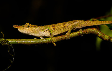 Nose-horned Chameleon at Montagne d'Ambre in Madagascar - Powered by Adobe