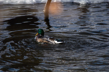 Bathing Duck