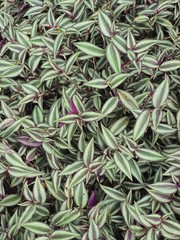 plant on wooden background