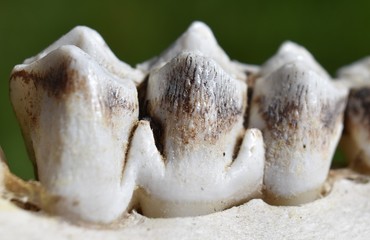 Close up view of young elk teeth in a skeletal jawbone. Wear patterns on molar teeth visible. 