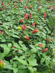 red currant bush of strawberries