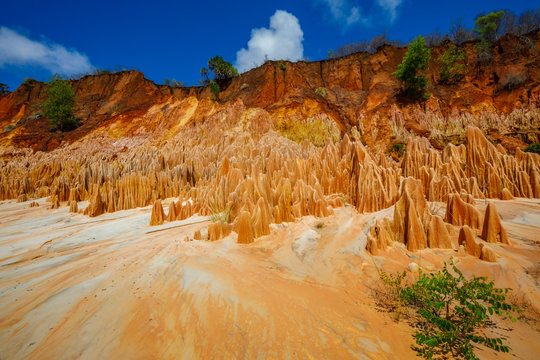 Plant life within sandstone pinnacles at the Red Tsingy towards Antsiranana, Madagascar