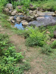 stream in the forest