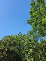 trees and blue sky