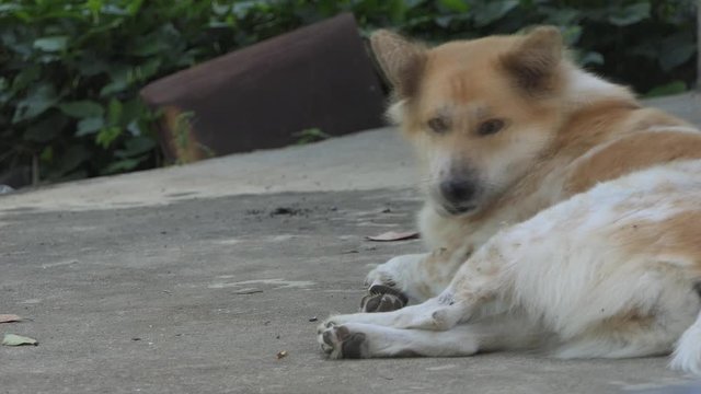 Dog Is Scratching And Cleaning Up Itself