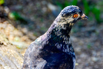 pigeon