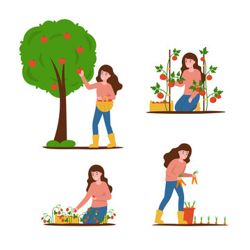 One Agronomist girl picks apples, carrots, tomatoes and strawberries. Set flat vector modern illustration isolated white background.