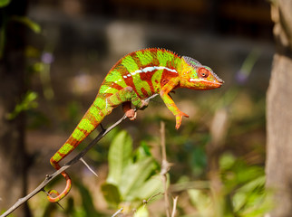 Wild Panther Chameleon in Montagne d'Ambre in Madagascar
