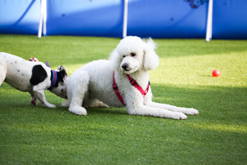 Happy puppies in a private playground