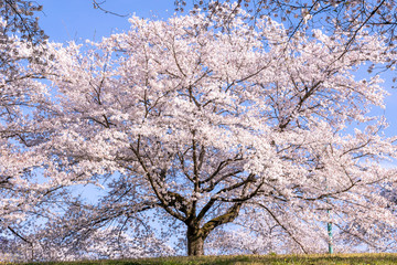 羊山公園のソメイヨシノ