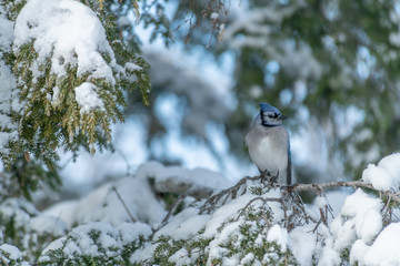 Winter landscape with aperched Bluejay