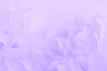 Beautiful abstract color purple and blue flowers on white background and light purple flower frame...