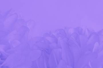 Beautiful abstract color purple and blue flowers on white background and light purple flower frame and purple leaves texture, purple background