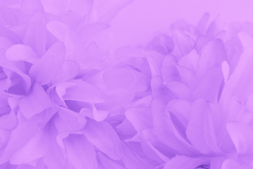 Beautiful abstract color purple and blue flowers on white background and light purple flower frame and purple leaves texture, purple background