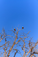 Lagerman Eagles